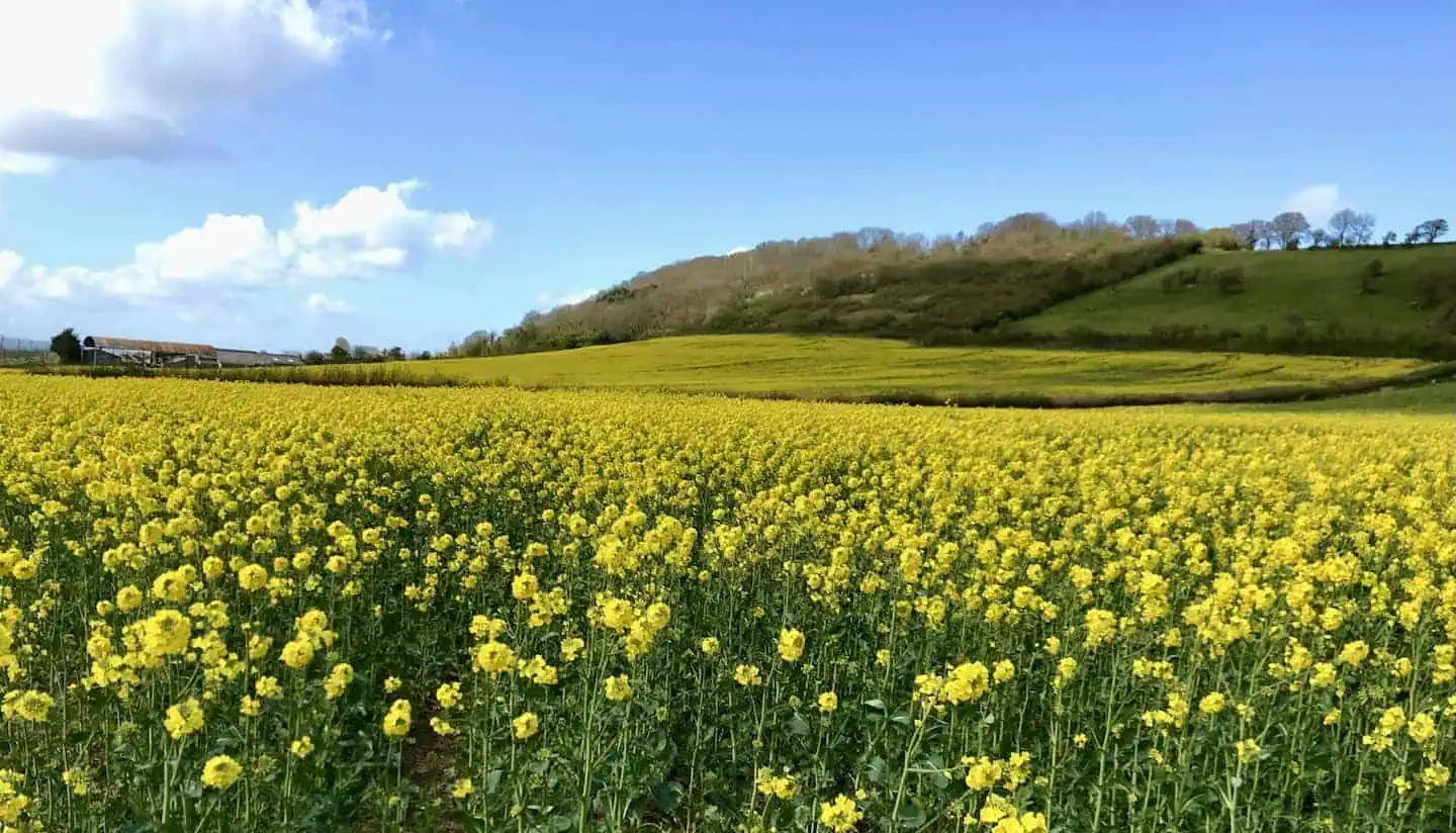 Rapeseed fields in the Somerset countryside near the Old Pound Inn