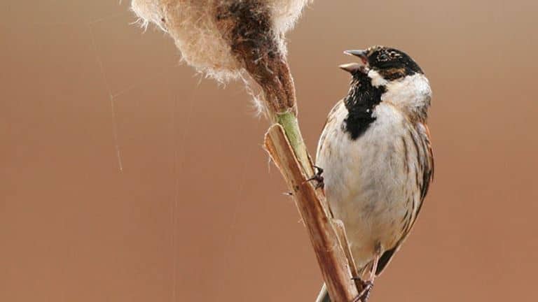 The Old Pound Inn - Langport - Things to do - RSPB Greylake - Male Reed Bunting